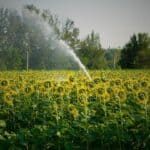 How Often to Water Sunflowers