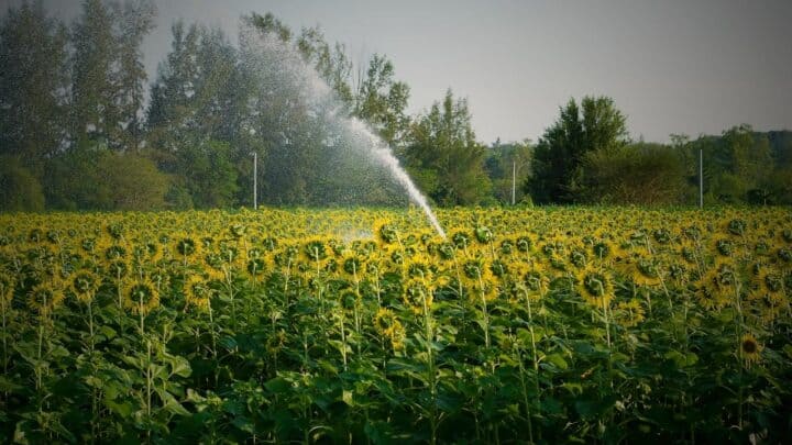 How Often to Water Sunflowers – 5 Important Facts!