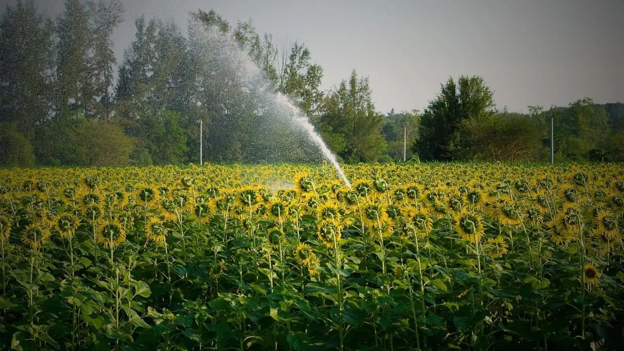 How Often to Water Sunflowers
