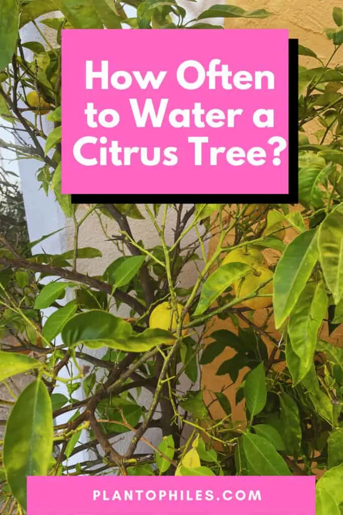 How Often to Water a Citrus Tree?