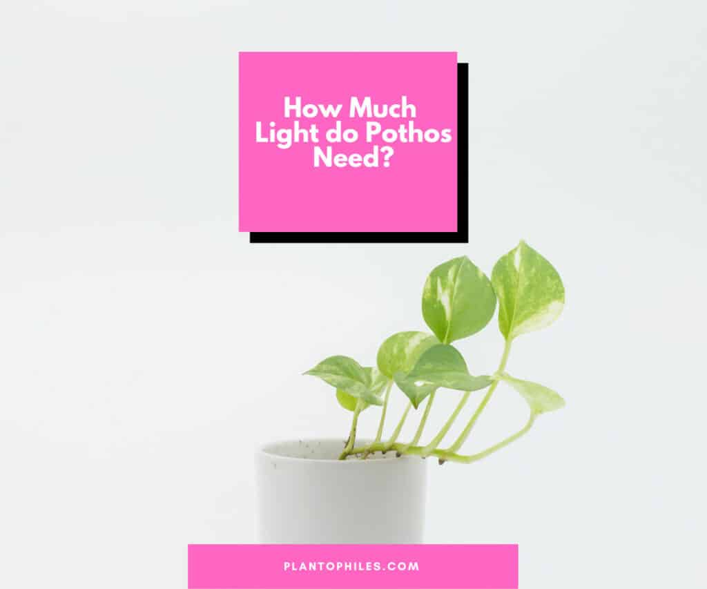 How much light do Pothos need?