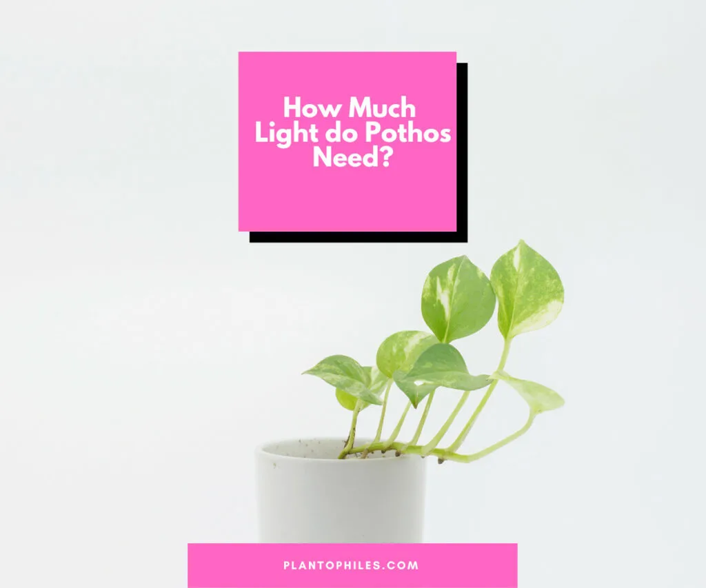 How much light do Pothos need?