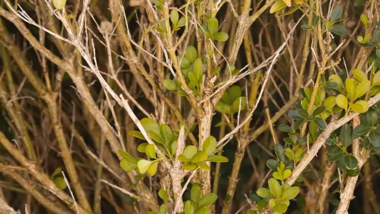 How to Bring Boxwoods Back to Life