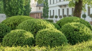 How to Care for Boxwoods