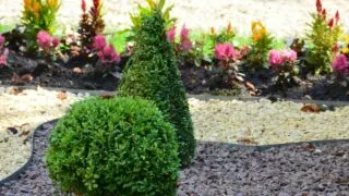 How to Care for Boxwoods