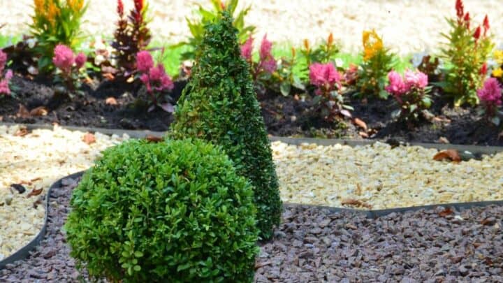 How to Care For Boxwoods The Right Way!