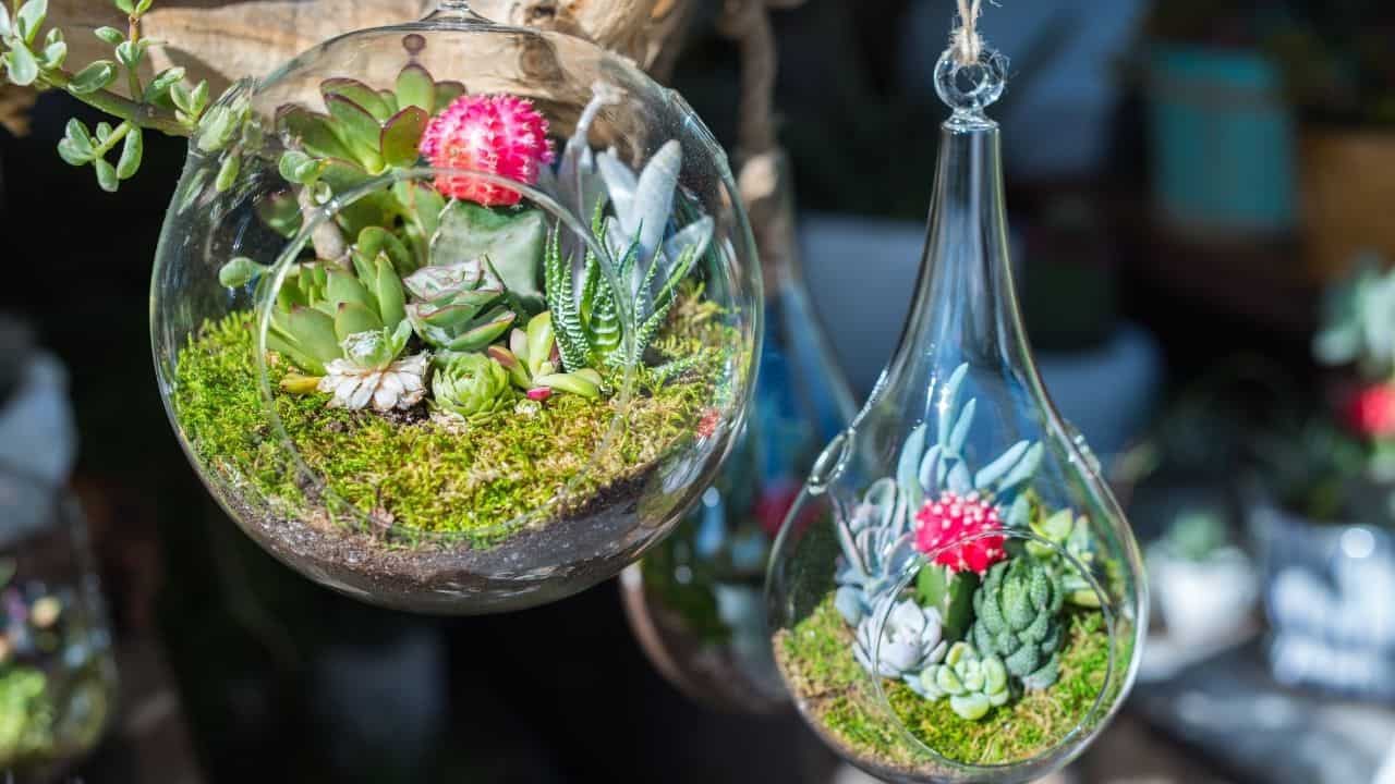 How to Decrease Humidity in a Terrarium