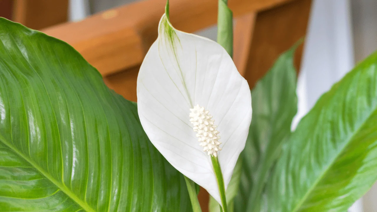 How to Divide a Peace Lily