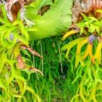 How to Divide a Staghorn Fern