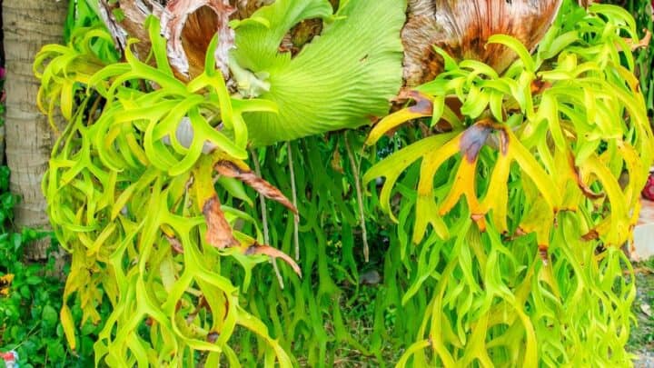 How to Divide a Staghorn Fern? This Way!