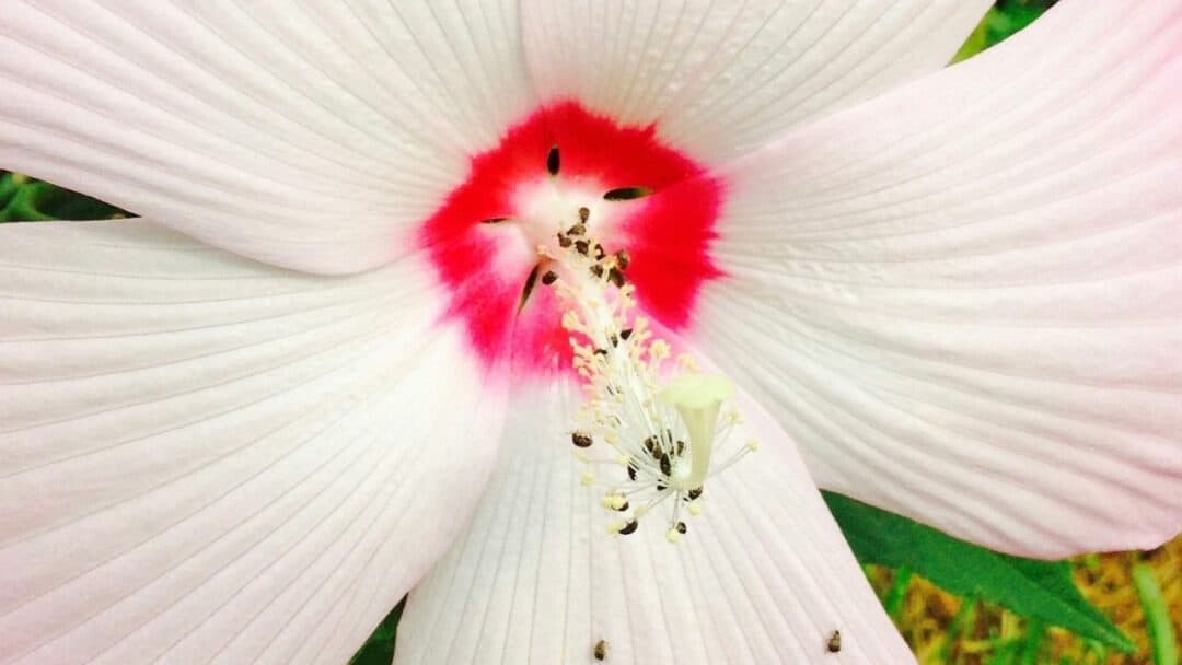 Aphids on Hibiscus — Here's How to Get Rid of Them