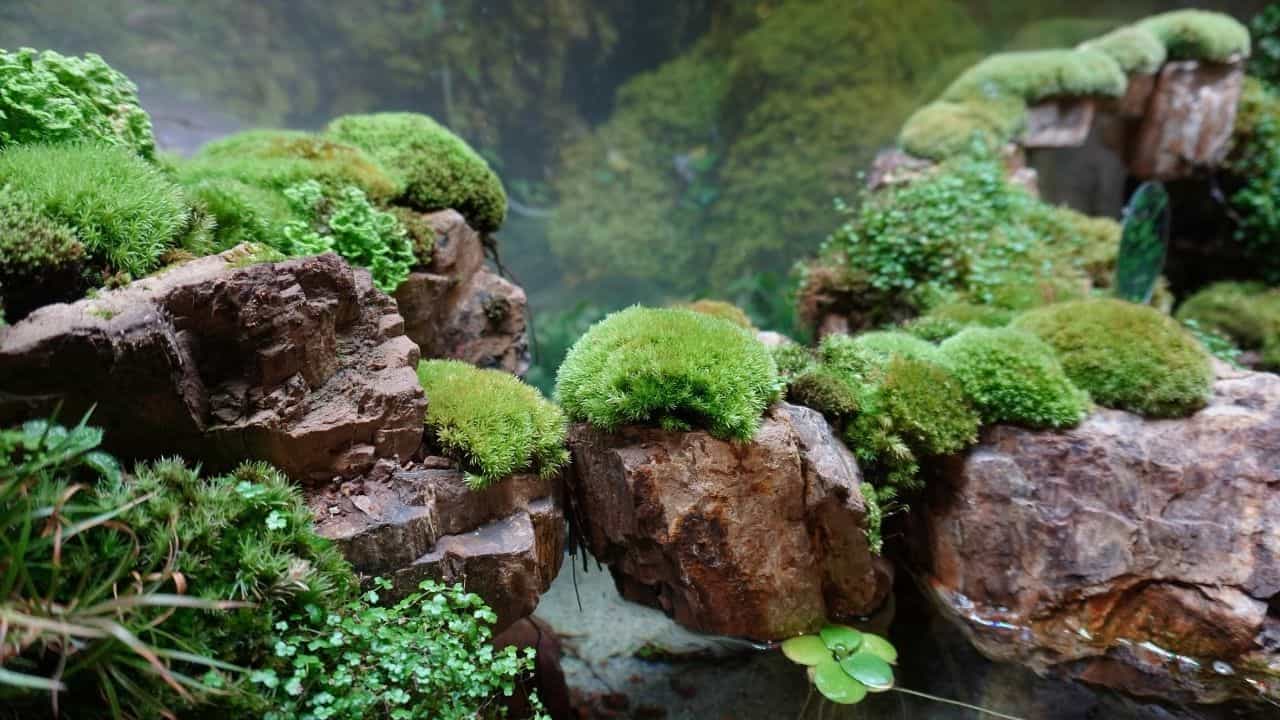 How to Grow Moss in a Terrarium