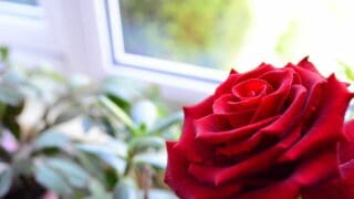 How to Grow Roses Indoors