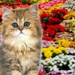 How to Keep Cats out of Flower Beds