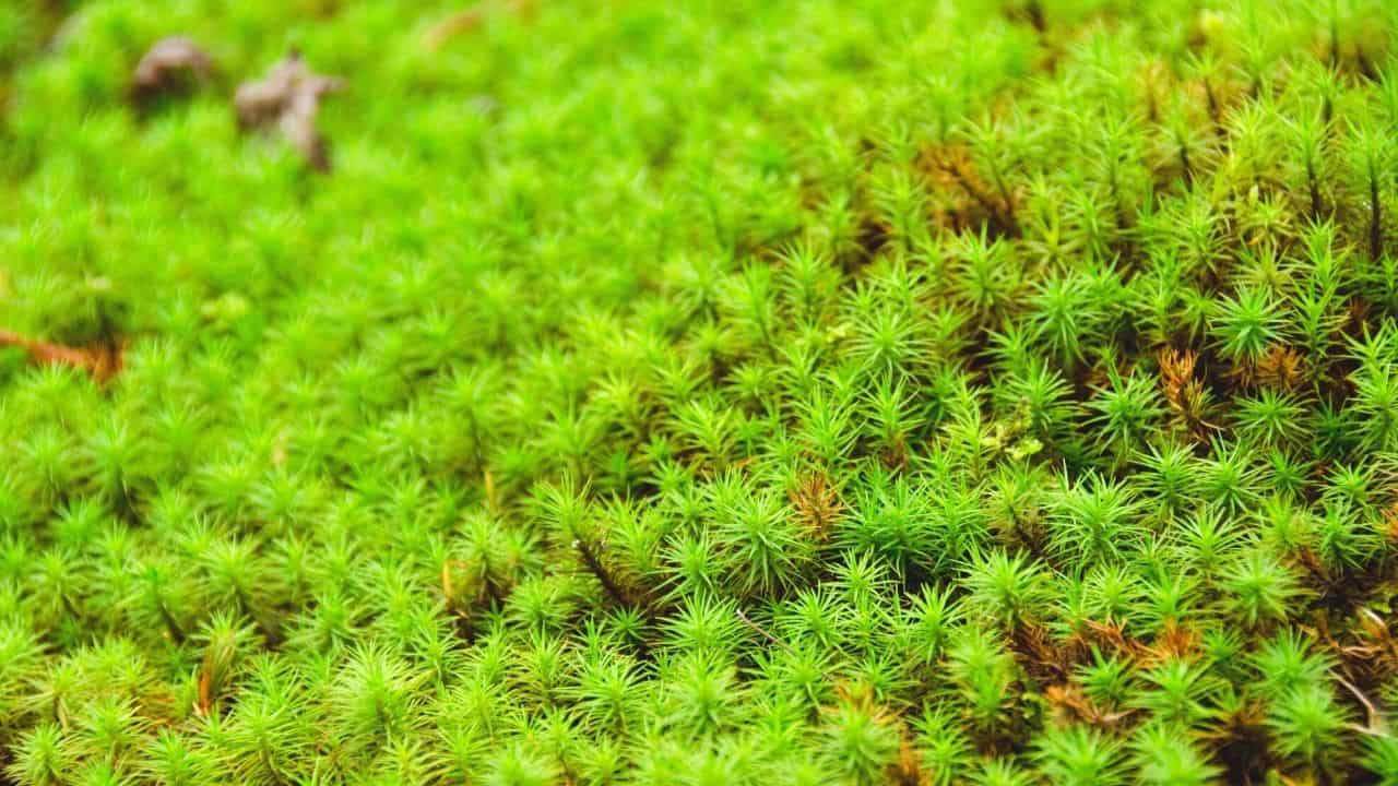 How to Keep Moss Alive