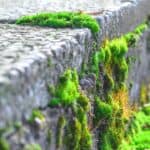 How to Keep Moss from Growing on Concrete