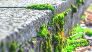How to Keep Moss from Growing on Concrete