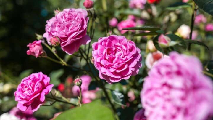 How to Keep Roses Alive — Top Tips