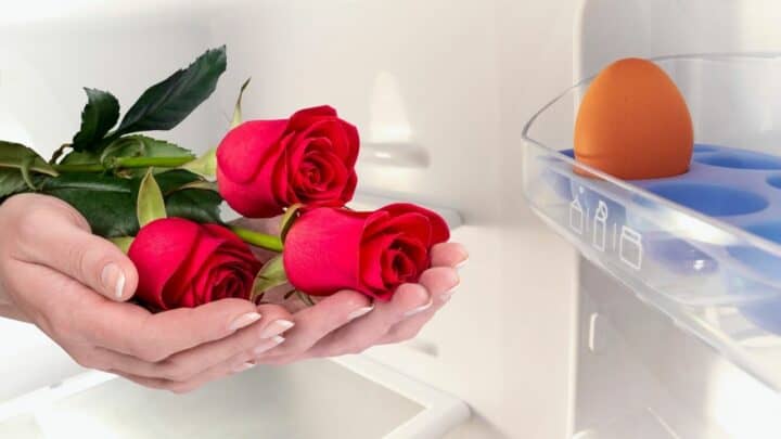 How to Keep Roses Fresh Overnight — Best Tips