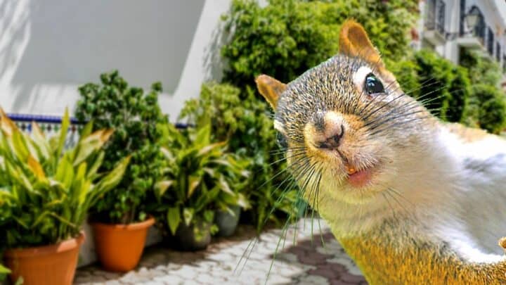 How to Keep Squirrels out of Potted Plants – 12 Best Hacks