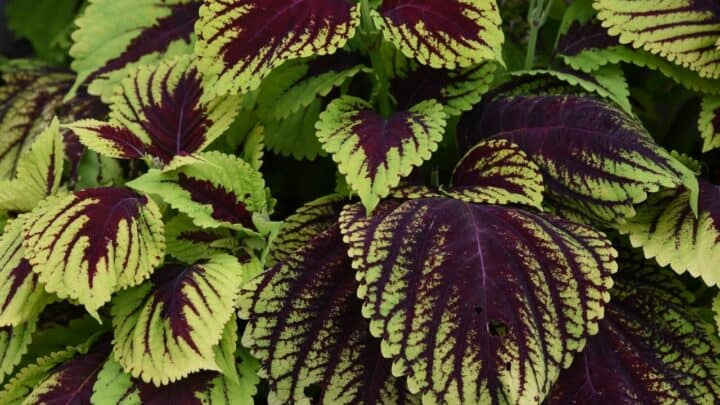 How to Make Coleus Bushy? Oh, Here’s How!