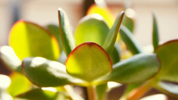 How to Make a Jade Plant Bushy? Oh, Interesting!