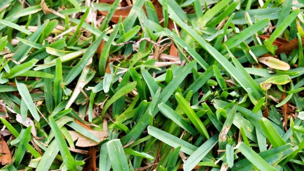 How to Make St Augustine Grass Spread Quickly — Pro Tips!