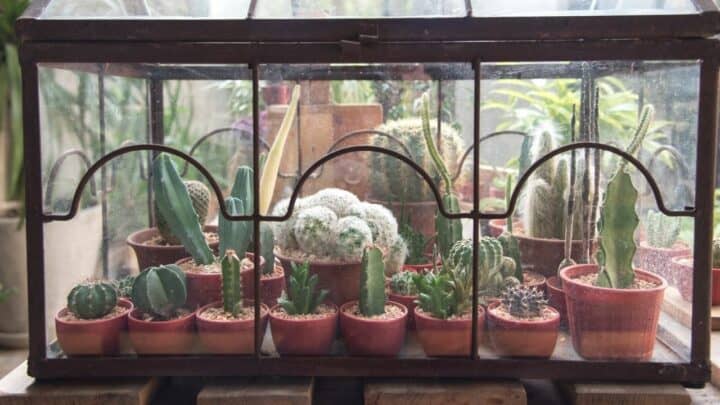 How to Make a Cactus Terrarium — In-depth Guide