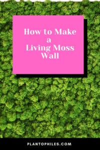 How to Make a Living Moss Wall