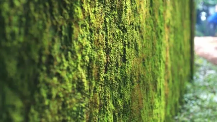 how to make a fake moss wall