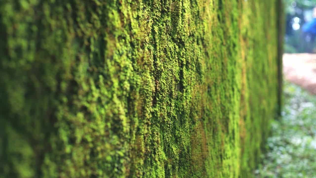 How to Make a Living Moss Wall — All You Need to Know