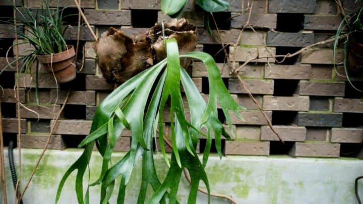 How to Hang a Staghorn Fern – A Beginner’s Guide