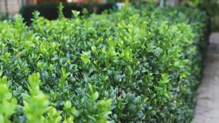 How To Plant Boxwoods Like Pro Landscapers Do