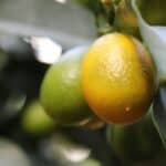 How to Plant Citrus Trees