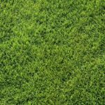 How to Repair Bermuda Grass Lawn