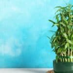 How to Repot Bamboo