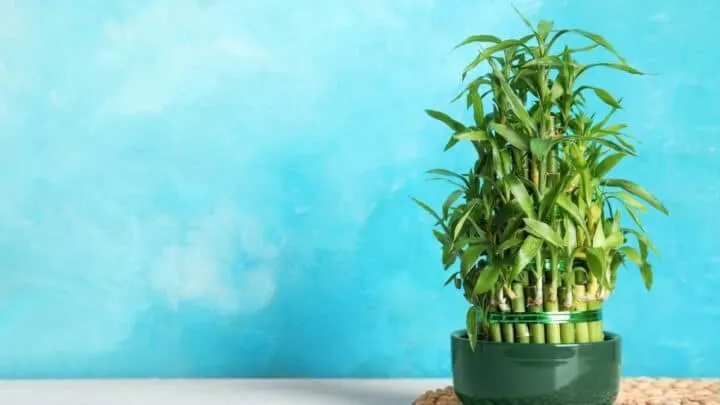 3 Essential Steps How to Repot Bamboo &ndash; Do It Like a Pro!