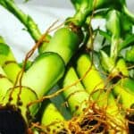 How to Repot Lucky Bamboo