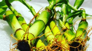 How to Repot Lucky Bamboo