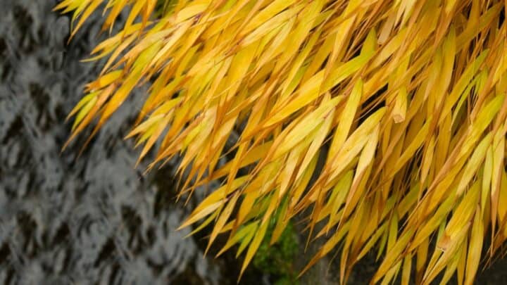 How To Revive Bamboo Leaves Turning Yellow – 3 Key Steps