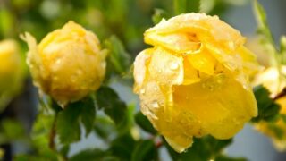 How to Revive Drooping Roses