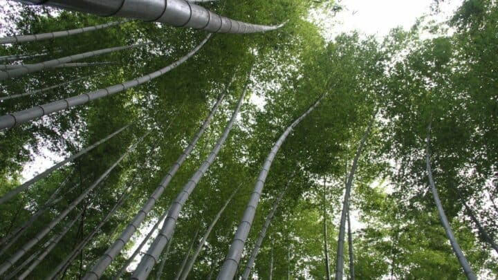 How To Revive Bamboo in 4 Easy Steps