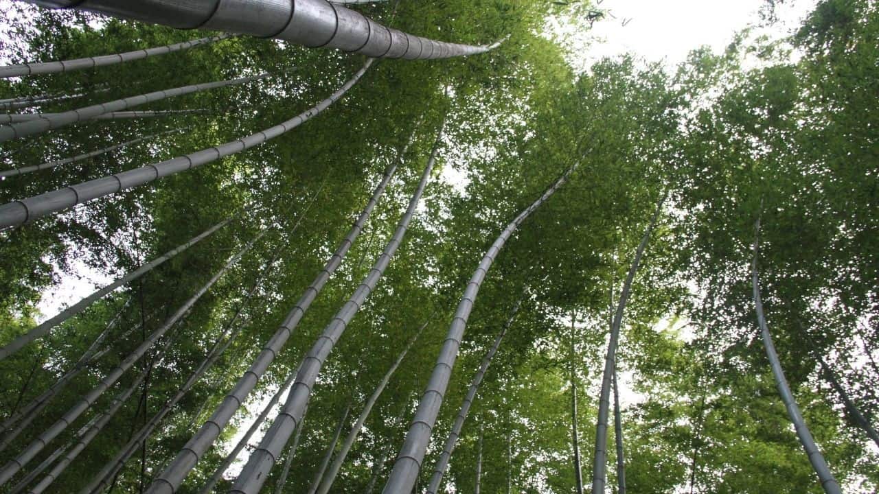 How to Revive a Bamboo