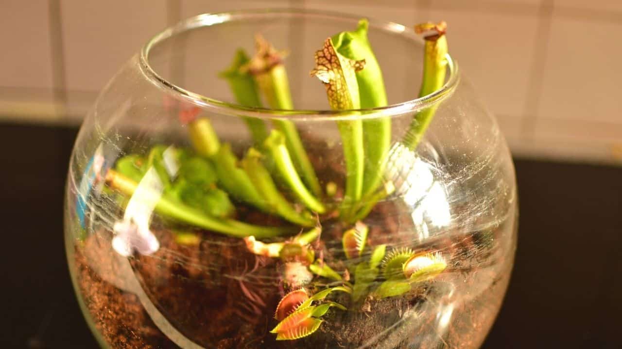 How to Set Up a Carnivorous Plant Terrarium