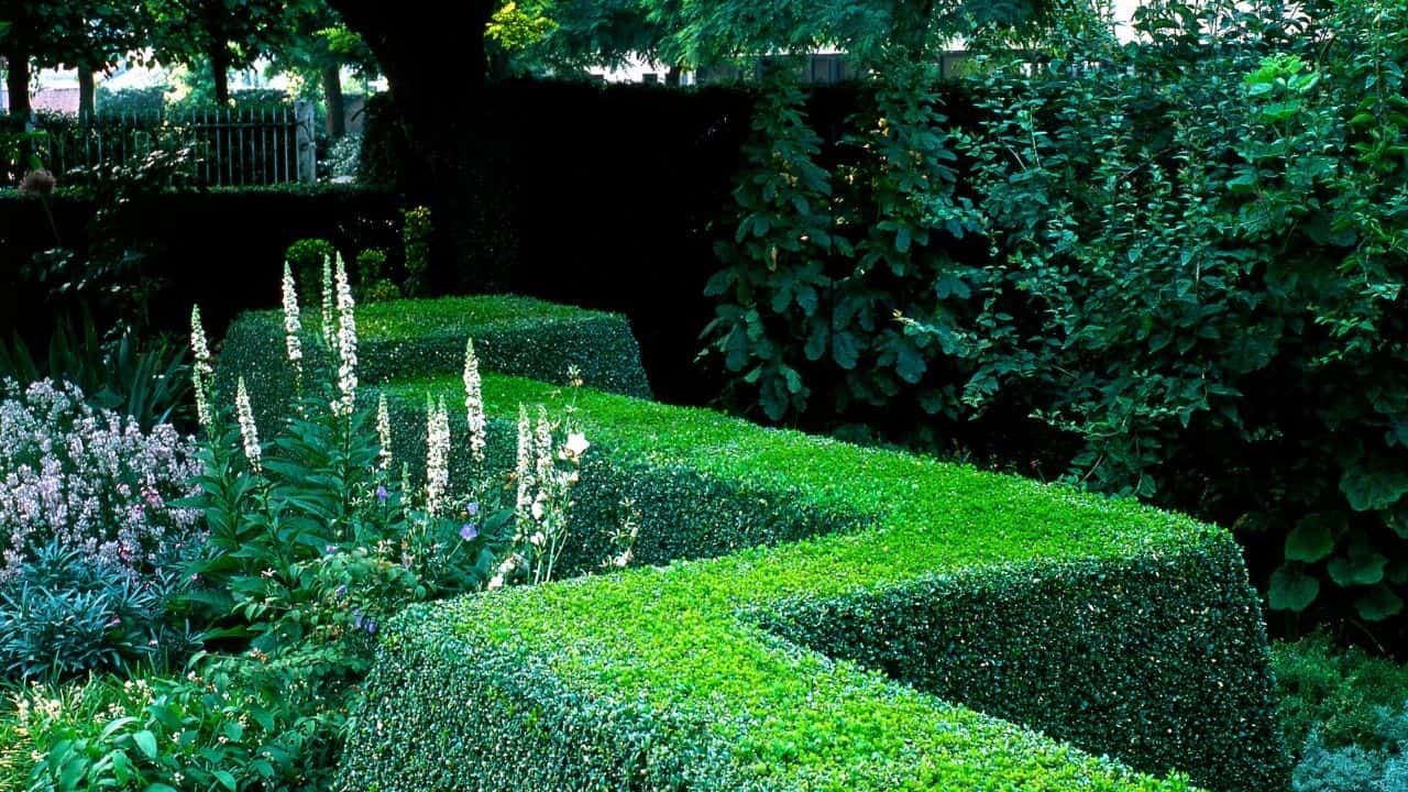 How to Shape Boxwood