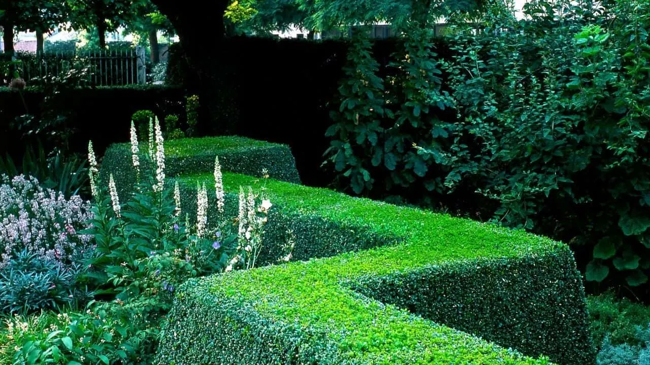 How to Shape Boxwood