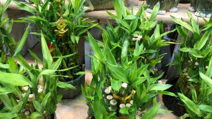 How to Shape Lucky Bamboo ― Top Tips