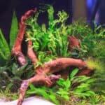 How to Trim Aquarium Plants