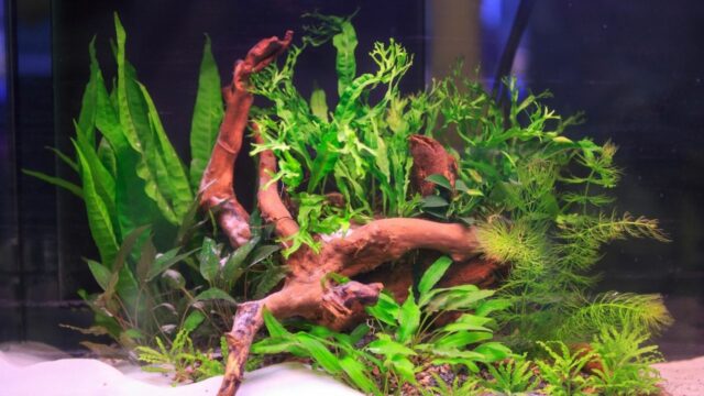 How to Trim Aquarium Plants — In 5 Easy Steps