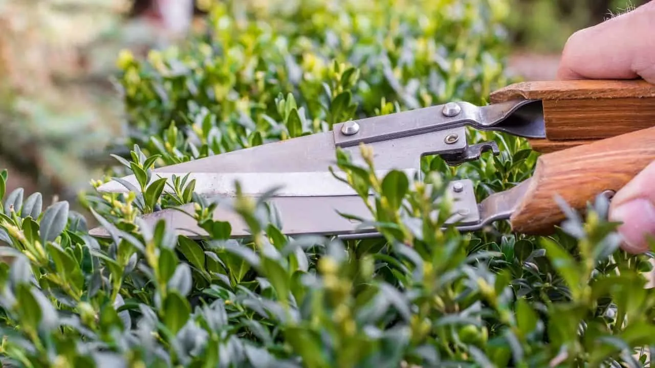 How to Trim Boxwoods